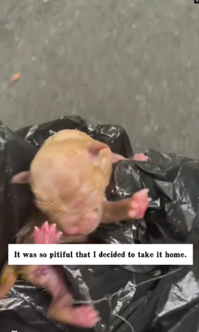 V1202047_I found a newborn puppy downstairs. It was so pitiful that I decided to take it home, and then…#rescue #animals #puppy