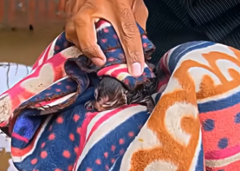 V1202048_this mother cat was saving her kittens from the flood, thanks to these good men she and her kittens were saved. ❤️��