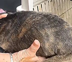 V1202049_this poor dog was abandoned, these people saved him. �� #emocionante #animalrescue #salvandovidas #seresdeluz #resgat