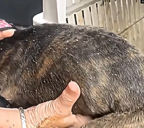 V1202049_this poor dog was abandoned, these people saved him. �� #emocionante #animalrescue #salvandovidas #seresdeluz #resgat