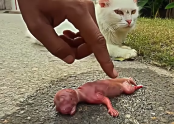 V1202050_he was almost lifeless, but this person saved him…�❤️ #resgateanimal #seresdeluz #humanity #emotional #viral #salvan