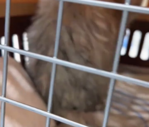 V1202031_It was raining, and I spotted a poor stray cat by the side of the road.Poor little cat—its fur was all soaked through b