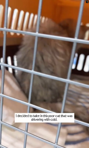 V1202031_It was raining, and I spotted a poor stray cat by the side of the road.Poor little cat—its fur was all soaked through b