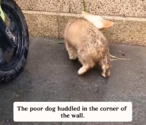 V1202032_I saw a Corgi trying to get into the restaurant to find some food or take shelter from the rain, but it was ruthlessly