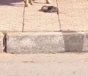 V1202033_A stray mother dog gave birth to her puppies on the road, left them there, and walked away and then…#animals #rescue