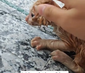 V1202034_On a rainy day, I found a stray kitten trembling with cold,and then…#rescue #animals #cat _part2