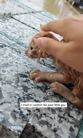 V1202034_On a rainy day, I found a stray kitten trembling with cold,and then…#rescue #animals #cat _part2