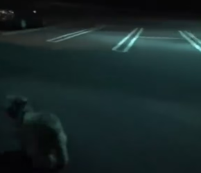 V1202036_#homelessdog #helpanimals #dogs #dogsoftiktok #dog _part2