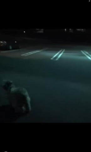 V1202036_#homelessdog #helpanimals #dogs #dogsoftiktok #dog _part2