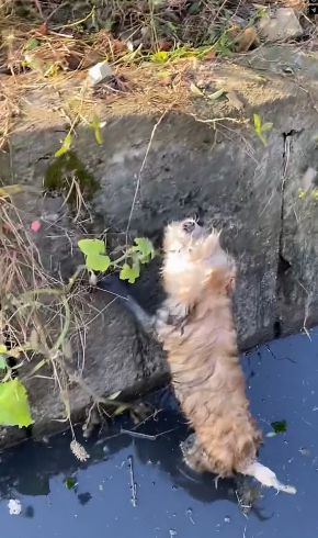 V1202037_#helpanimals #dogsoftiktok #dogs #dog #help _part2