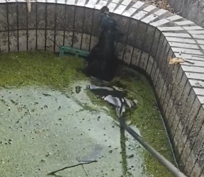 V1202038_#helpanimals #dogsoftiktok #dogs #dog #help #puppy _part2