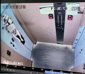 V1202039_#helpanimals #frenchbulldog #frenchie #frenchiesoftiktok #bulldog #dogsoftiktok _part2