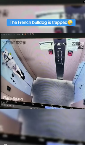 V1202039_#helpanimals #frenchbulldog #frenchie #frenchiesoftiktok #bulldog #dogsoftiktok _part2