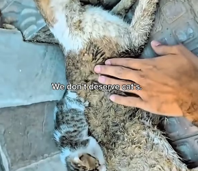 V1202040_Rescued cat family.�❤️ #hopecore #core #cat #lovepositivity #catsoftiktok _part2
