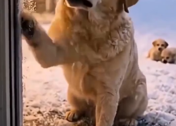 M0202006_Video_2374589816334343_part2