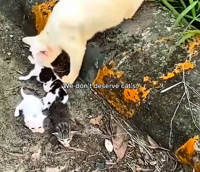 V1202041_Watch till the end .#hopecore #cat #catsoftiktok #positivity #lovepositivity _part2