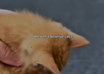 V1202042_“She saw him crawling… then did something beautiful �” #rescuecat #animals #catsoftiktok #lovepositivity #cats _part2