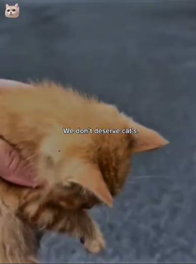 V1202042_“She saw him crawling… then did something beautiful �” #rescuecat #animals #catsoftiktok #lovepositivity #cats _part2