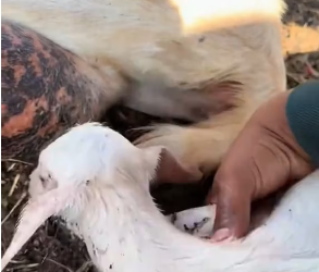 V1202059_The man delivered a lamb on the ranch#help #rescue #animal #lamb #fyp #foryoupage #foryoupage❤️❤️ #usa #tiktok _part2