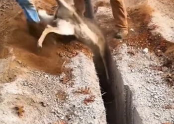 V1202060_My husband rescued a trapped deer in the wilderness…#help #rescue #animal #deer #fyp #foryoupage #foryoupage❤️❤️ #usa #