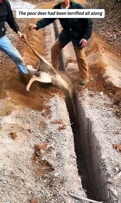 V1202060_My husband rescued a trapped deer in the wilderness…#help #rescue #animal #deer #fyp #foryoupage #foryoupage❤️❤️ #usa #