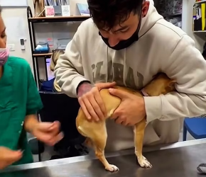 V1202061_We encountered a poor puppy that had fallen from a building…#help #rescue #animal #puppy #fyp #fypシ #usa _part2