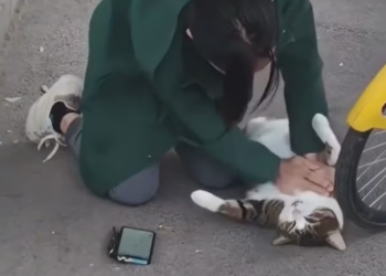 V1202062_The cat fell from a great height, I saved her and then…❤️#cat #rescue #animalrescue #love #usa #fyp _part2