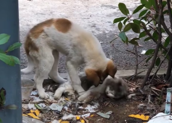 V1202063_The cat was dying, and his dog friend kept nudging him in an attempt to wake him up.Seeing their pitiful state,I decide
