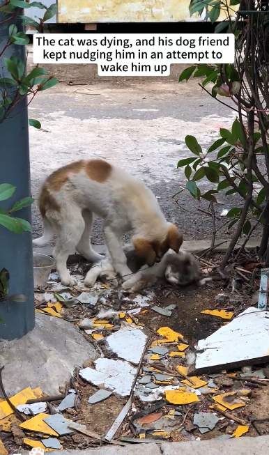 V1202063_The cat was dying, and his dog friend kept nudging him in an attempt to wake him up.Seeing their pitiful state,I decide