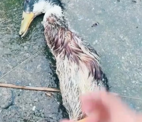 V1202064_2ND9FJYK_part2