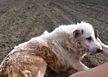 V1202065_humanity…#humanity #emotional #edit #rescuedog #seresdeluz_part2