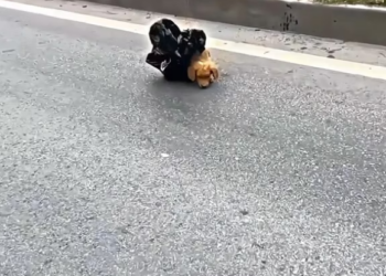 V1202066_true hero ❤️� #humanity #salvandovidas #resgateanimal #seresdeluz #viral _part2