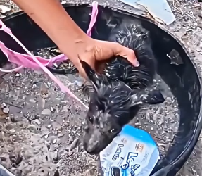 V1202067_this little cub was tied up and abandoned…�� #seresdeluz #resgateanimal #humanity #emotional #salvandovidas #fyp _p