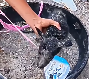 V1202067_this little cub was tied up and abandoned…�� #seresdeluz #resgateanimal #humanity #emotional #salvandovidas #fyp _p