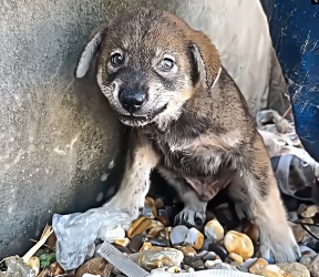V1202068_This puppy has never received affection � #emotional #rescuedog #dog #viral #salvandovidas #fyp _part2