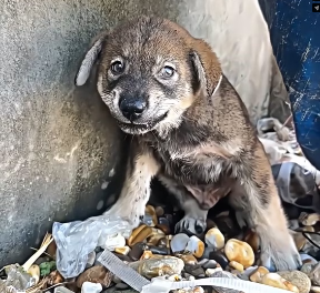 V1202068_This puppy has never received affection � #emotional #rescuedog #dog #viral #salvandovidas #fyp _part2