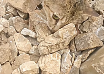 V1202069_This poor mother was abandoned with her babies, but this good man saved them. �❤️ #animals #emotional #salvandovidas #