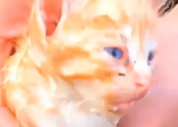 V1202071_these kittens were found thrown in this small stream, these people saved him. ��#resgateanimal #animals #catsoftiktok