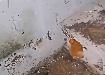 V1202072_this kitten was trapped and cold, but these people arrived and saved him. �❤️ #seresdeluz #emocionante #salvandovidas