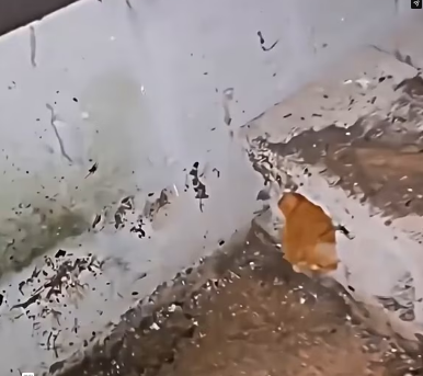 V1202072_this kitten was trapped and cold, but these people arrived and saved him. �❤️ #seresdeluz #emocionante #salvandovidas