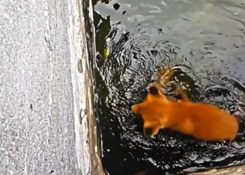 V1202073_this fox cub was trapped, but thanks to these good men she was saved. ❤️ #salvandovidas #cena #emocionante #seresdeluz