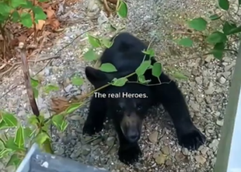 V1202075_saving animals �❤️ #hopecore #lifeisbeautiful #animals #emotional #viralvideo #fyp _part2