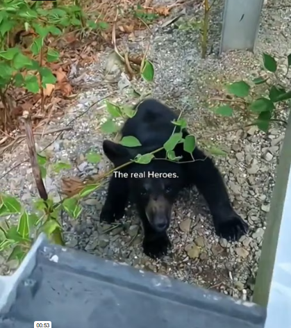 V1202075_saving animals �❤️ #hopecore #lifeisbeautiful #animals #emotional #viralvideo #fyp _part2