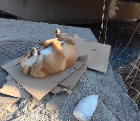 V1202051 #AnimalRescue #DoAGoodDeedEveryDay A kind person found a puppy dead under a bridge pier. After informing me, I took the puppy and gave it a proper burial. part2