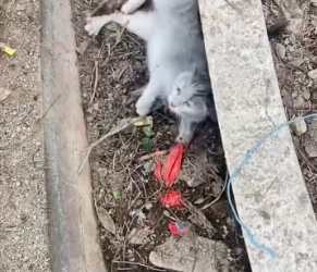 V1202052_I found an injured stray cat in the park, I rescued her,and then…❤️#cat #rescue #animalrescue #usa #fyp _part2