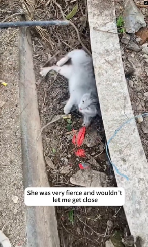 V1202052_I found an injured stray cat in the park, I rescued her,and then…❤️#cat #rescue #animalrescue #usa #fyp _part2