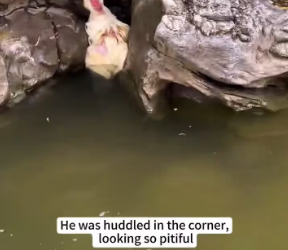 V1202054_I found a duck being bullied by the other ducks, so I rescued him, and then…❤️#duck #rescue #animalrescue #usa #fyp _