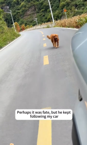 V1202055_I saw a stray dog ​​lying by the roadside, watching the pet dogs in the passing cars,and then…#dog #rescue #animalrescu