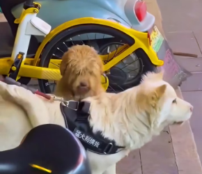 V1202056_A stray dog ​​was begging the owner of a pet dog to take him in. Seeing his pitiful appearance, I decided…#dog #rescu