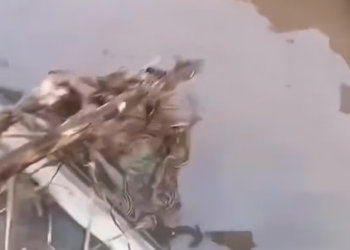 V1202057_The kitten fell into the water and cried for help.I pulled him out, and then…❤️#cat #rescue #animalrescue #love #usa